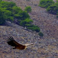 Seekajak Reise Kreta Aradena Schlucht Gänsegeier outdoorVAGABUNDEN